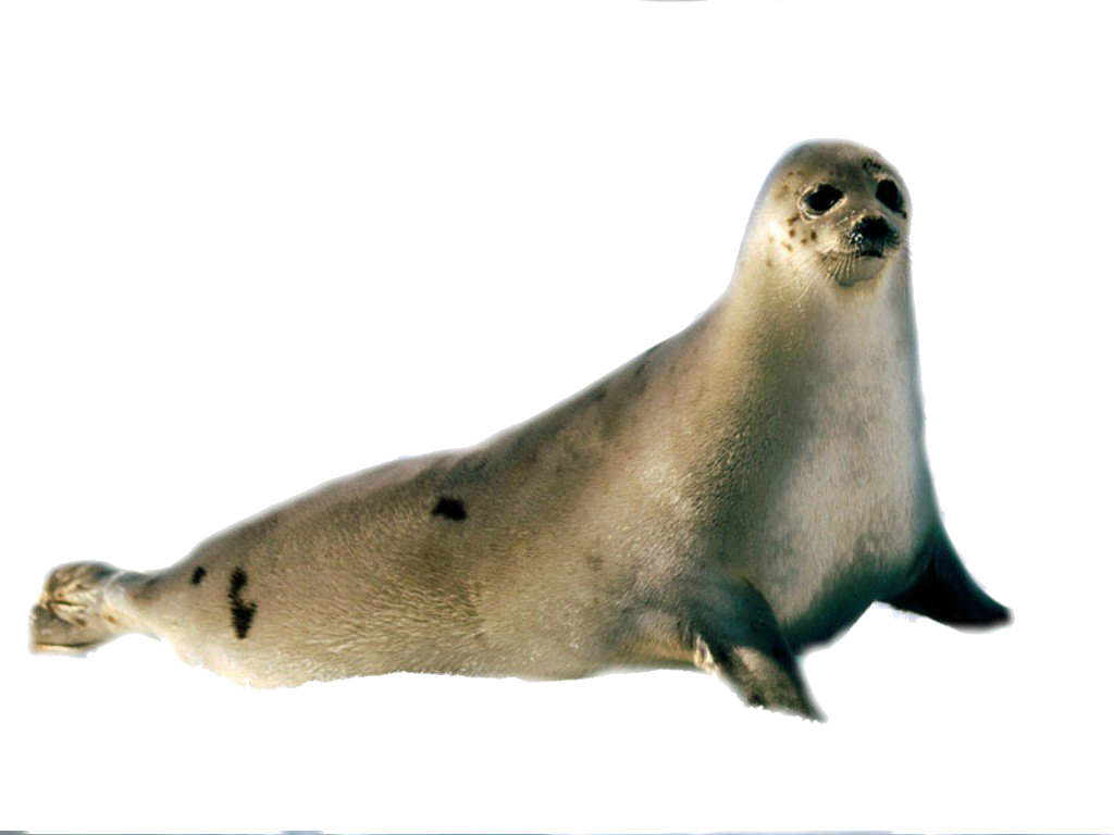 Harbor Seal Transparent Background