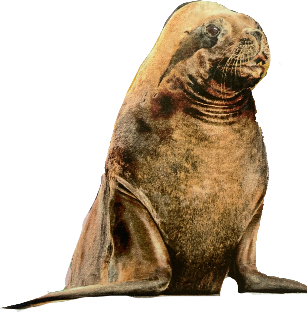 Harbor Seal Transparent File