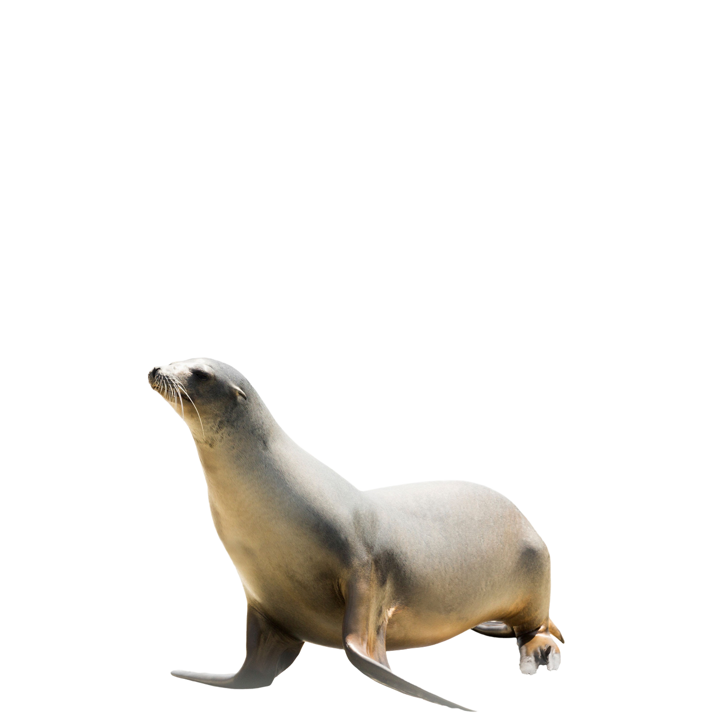 Harbor Seal Transparent Free PNG