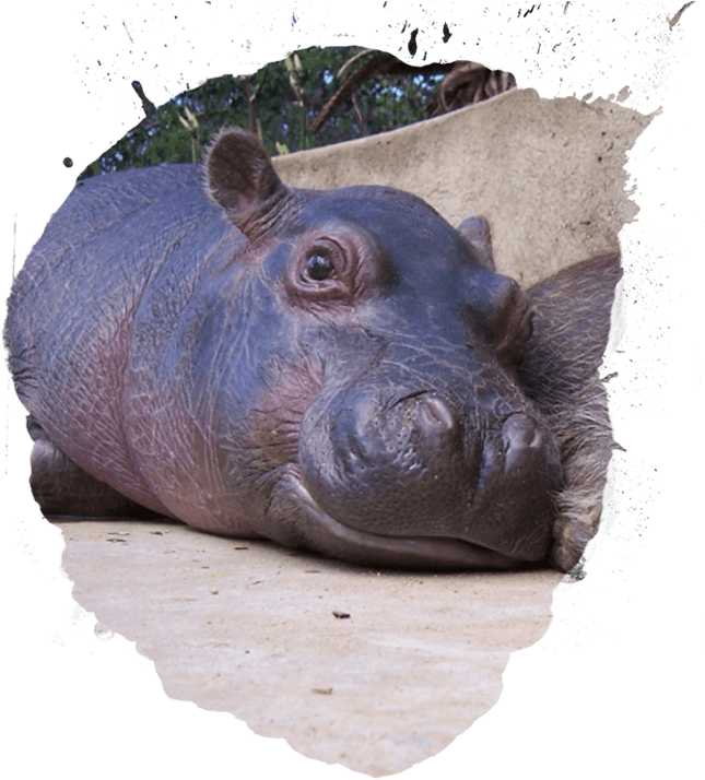 Hippo Background PNG
