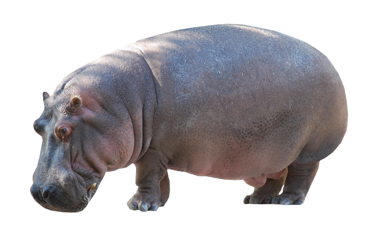 Hippo Clip Art Transparent PNG