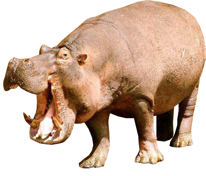 Hippo PNG HD Images