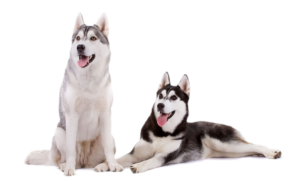 Husky PNG Clipart Background HD