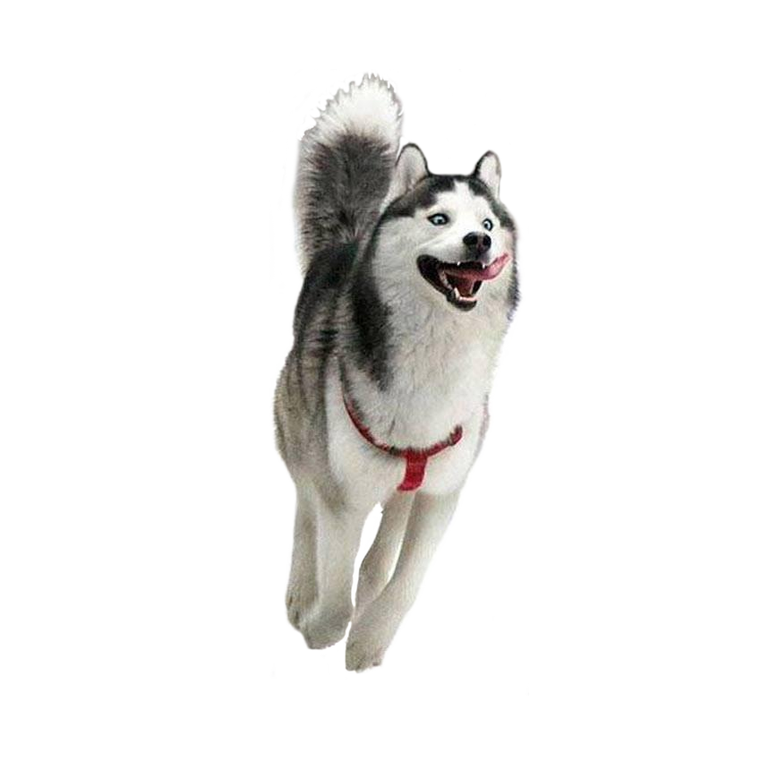 Husky PNG Pic Clip Art Background