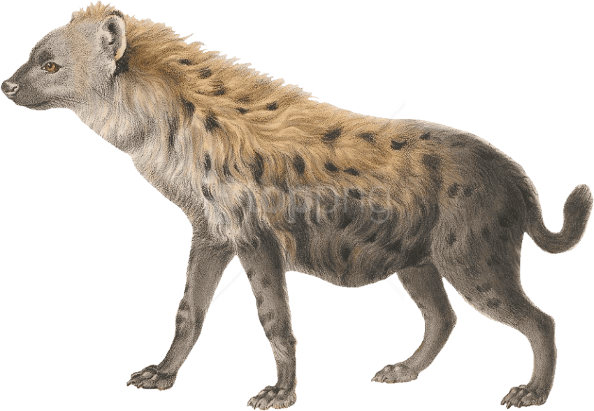 Hyena Clip Art Transparent File