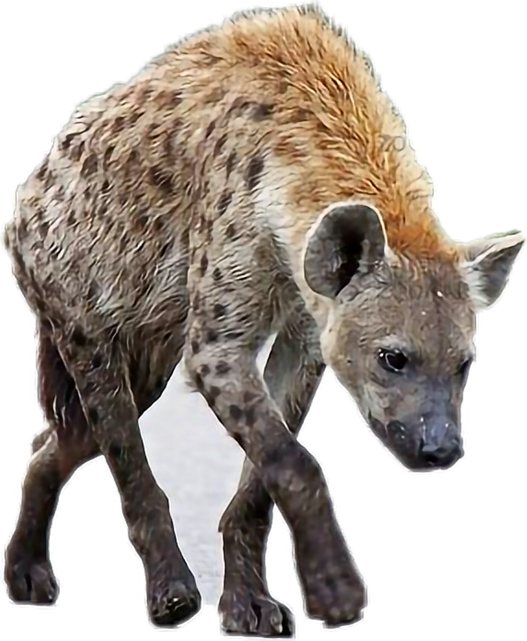 Hyena No Background Clip Art