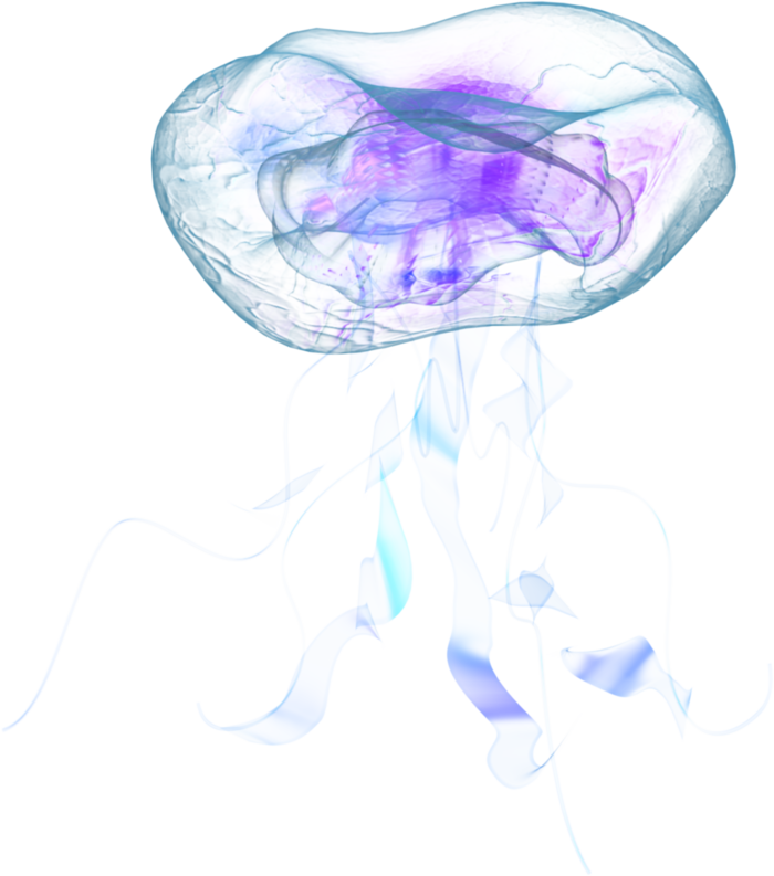 Jellyfish Background PNG Image