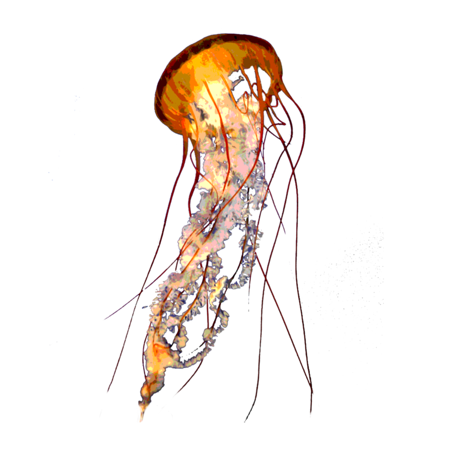 Jellyfish Download Free PNG