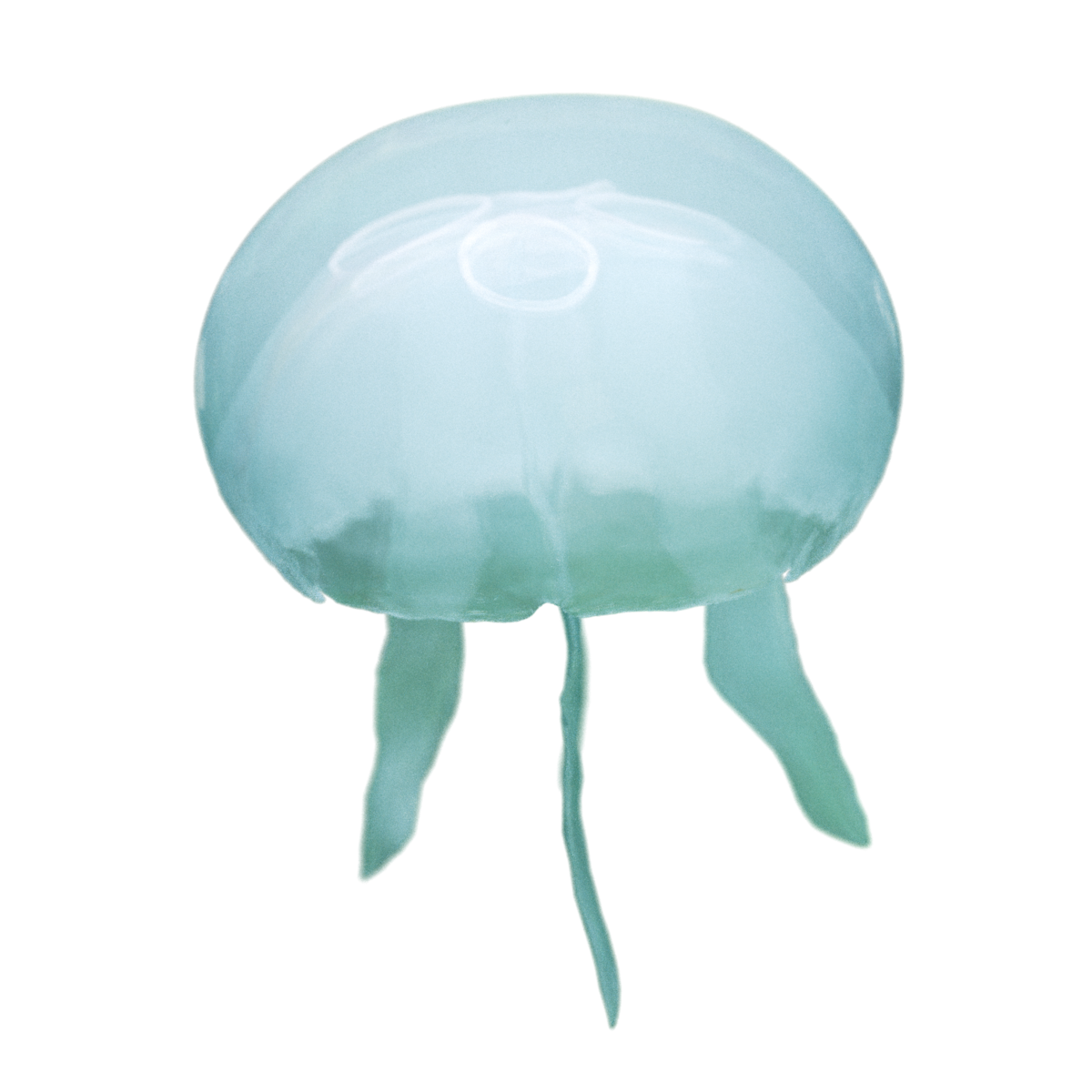 Jellyfish PNG Clip Art HD Quality