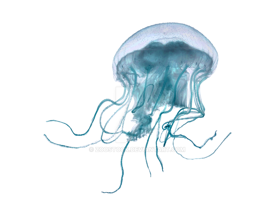 Jellyfish PNG Clipart Background