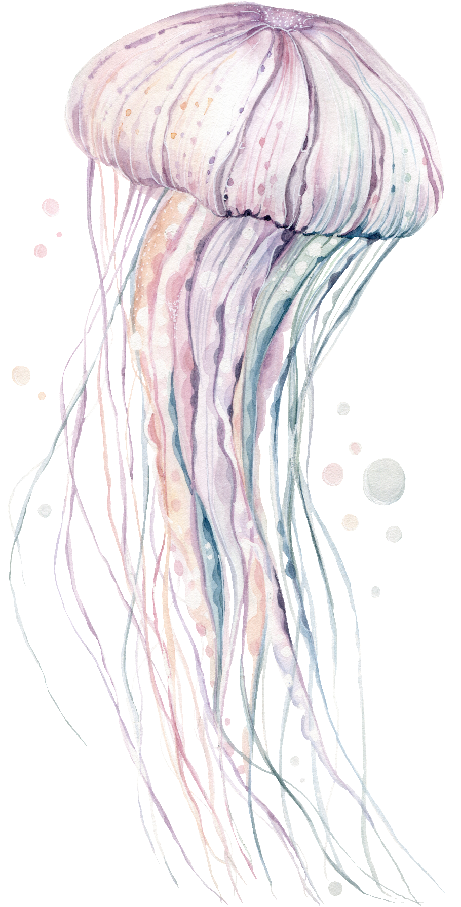 Jellyfish PNG HD Images
