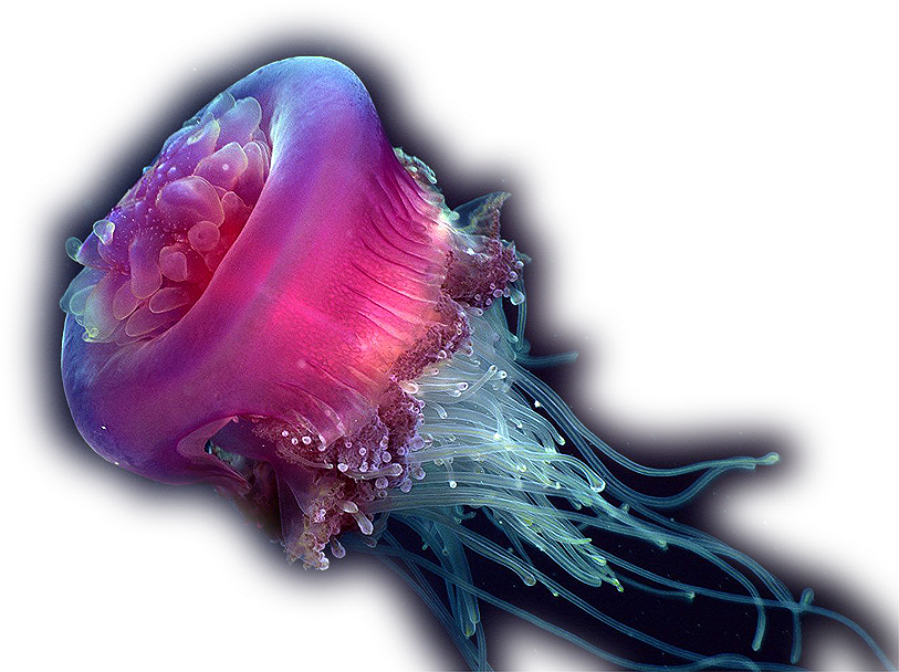 Jellyfish PNG Photos