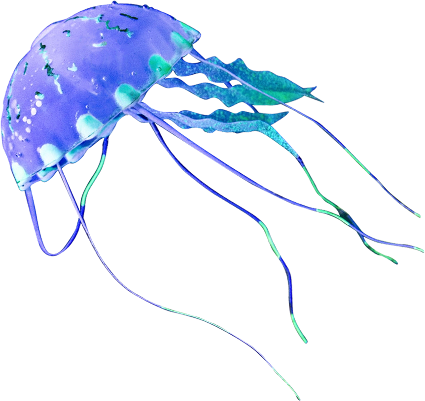 Jellyfish PNG Pic Background