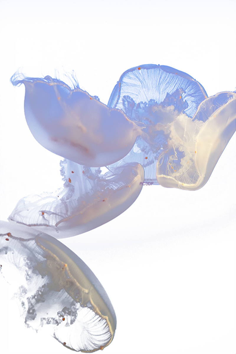 Jellyfish Transparent File