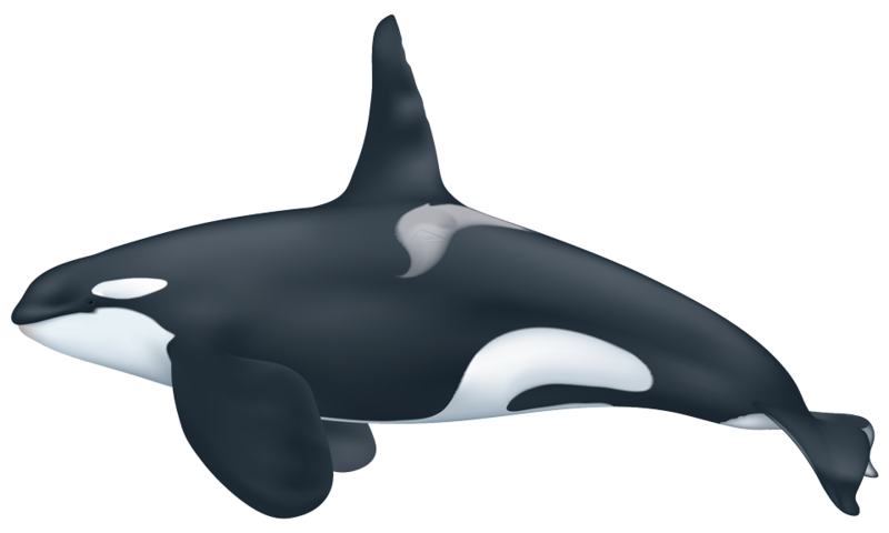 Killer Whale Background PNG Clip Art Image