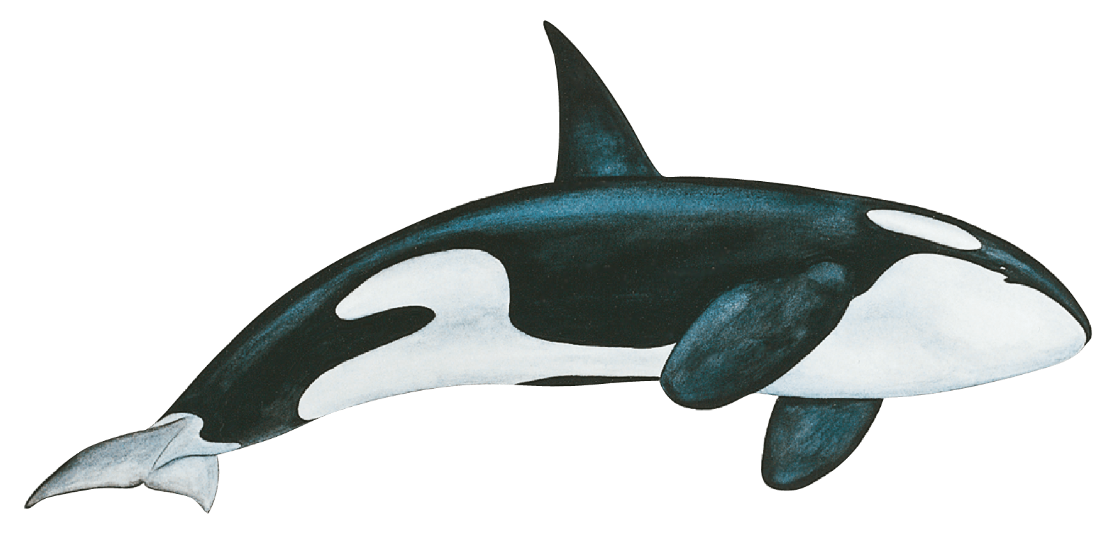 Killer Whale Background PNG Image