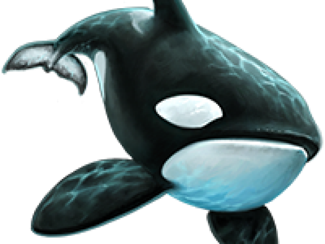 Killer Whale Background PNG