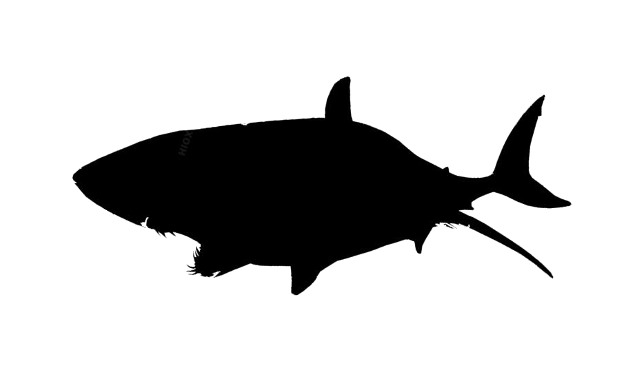 Killer Whale Download Free PNG Clip Art