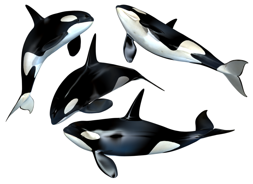 Killer Whale Download Free PNG