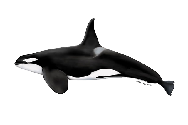 Killer Whale Free PNG