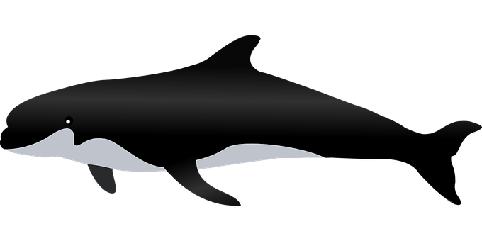 Killer Whale PNG Background