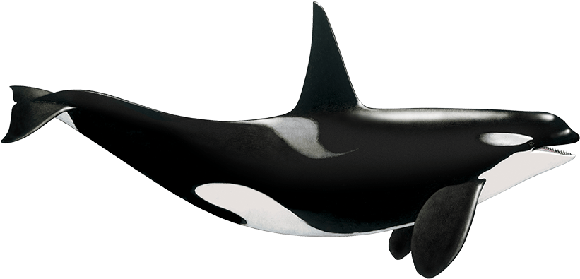 Killer Whale PNG Clipart Background HD