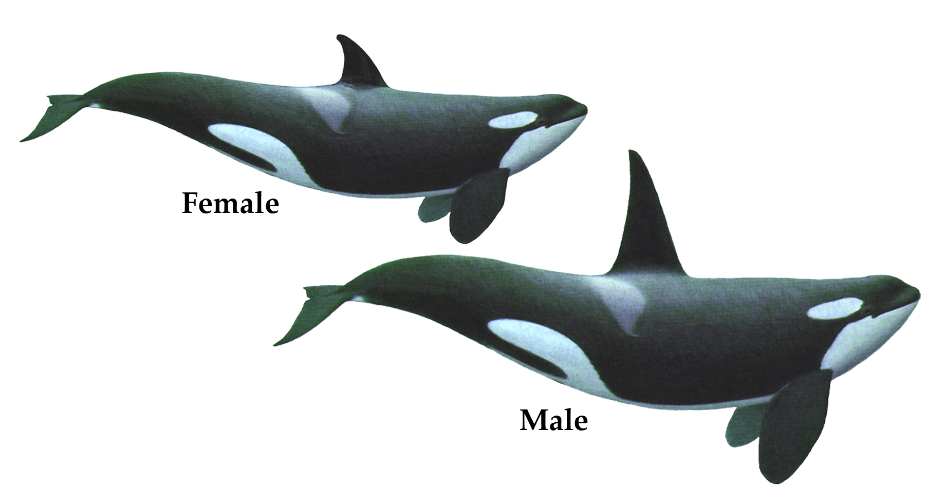Killer Whale PNG Clipart Background