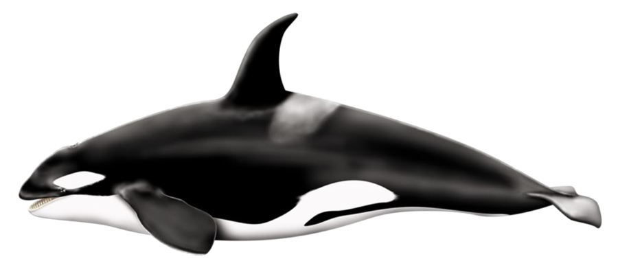 Killer Whale PNG HD Free File Download