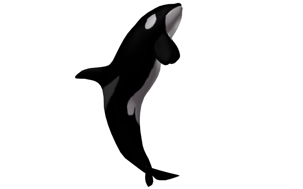 Killer Whale PNG Images HD
