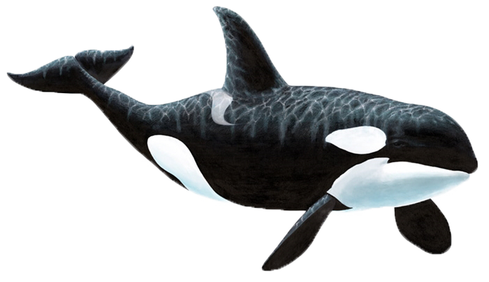 Killer Whale PNG Photo Clip Art Image