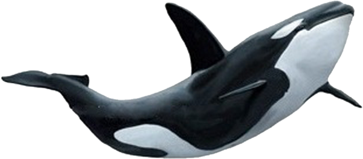 Killer Whale PNG Photo Image