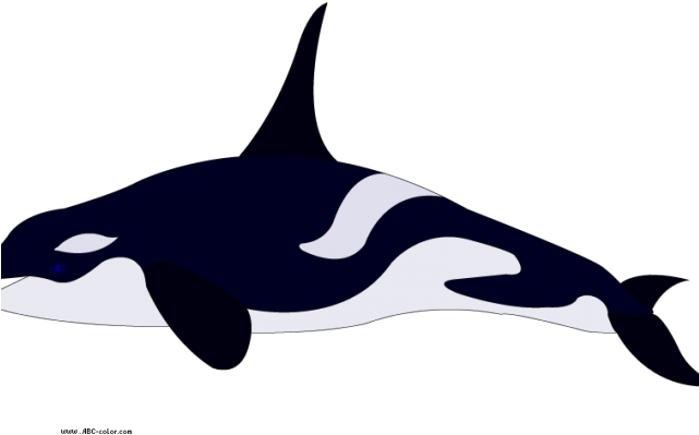 Killer Whale PNG Photos