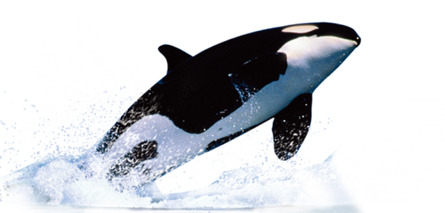 Killer Whale PNG Pic Clip Art Background