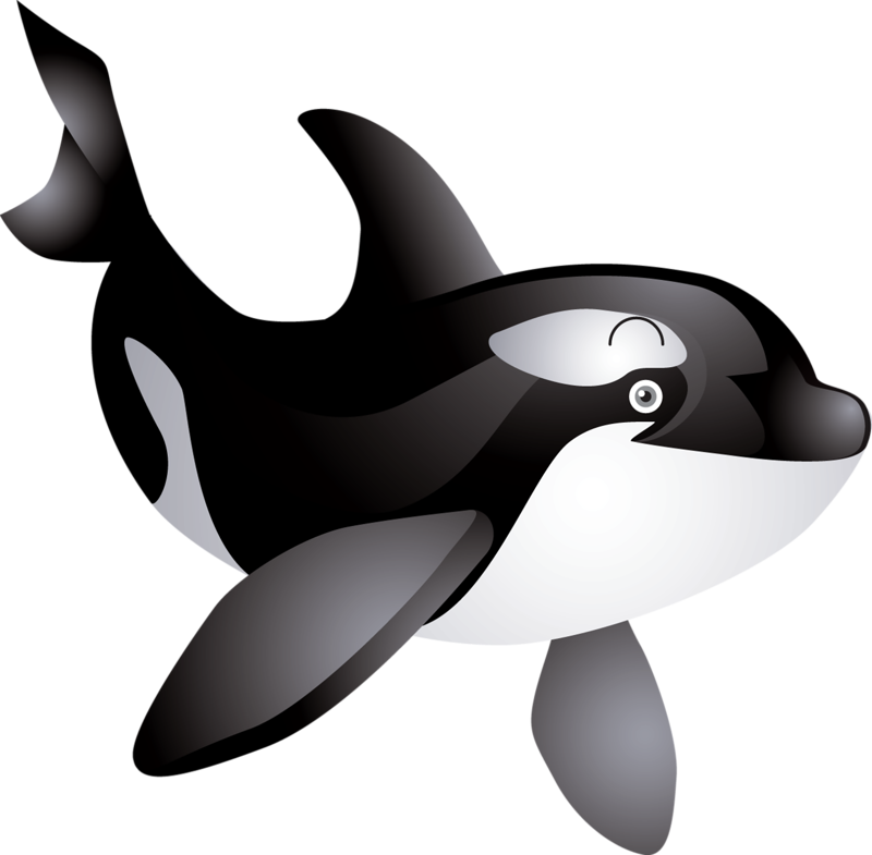 Killer Whale Transparent Clip Art Background