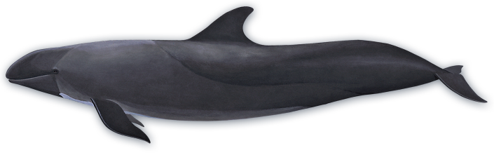 Killer Whale Transparent Clip Art Image