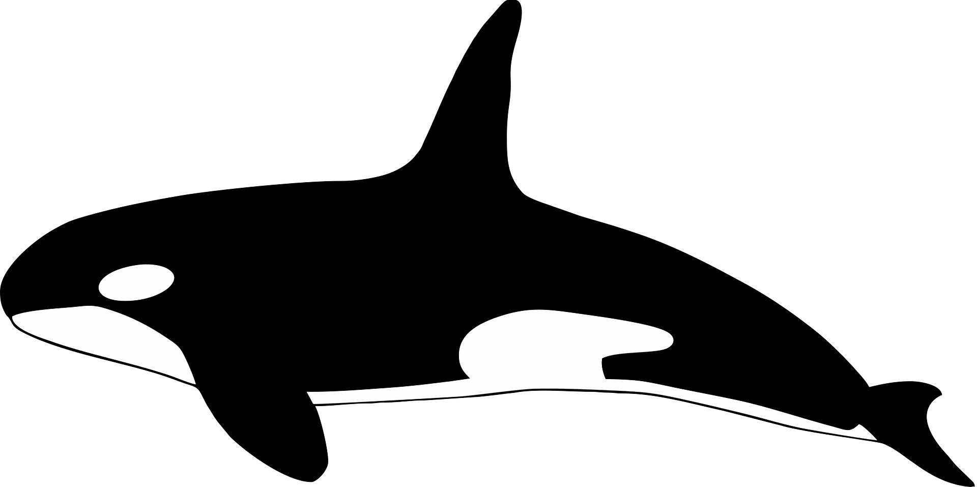 Killer Whale Transparent Clip Art PNG