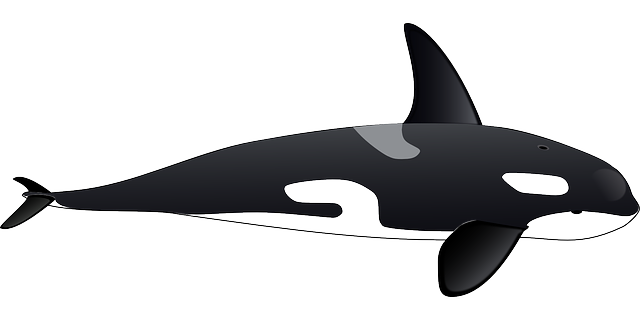 Killer Whale Transparent Free PNG Clip Art