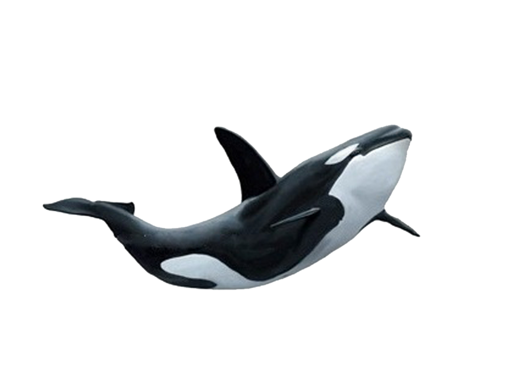 Killer Whale Transparent Image