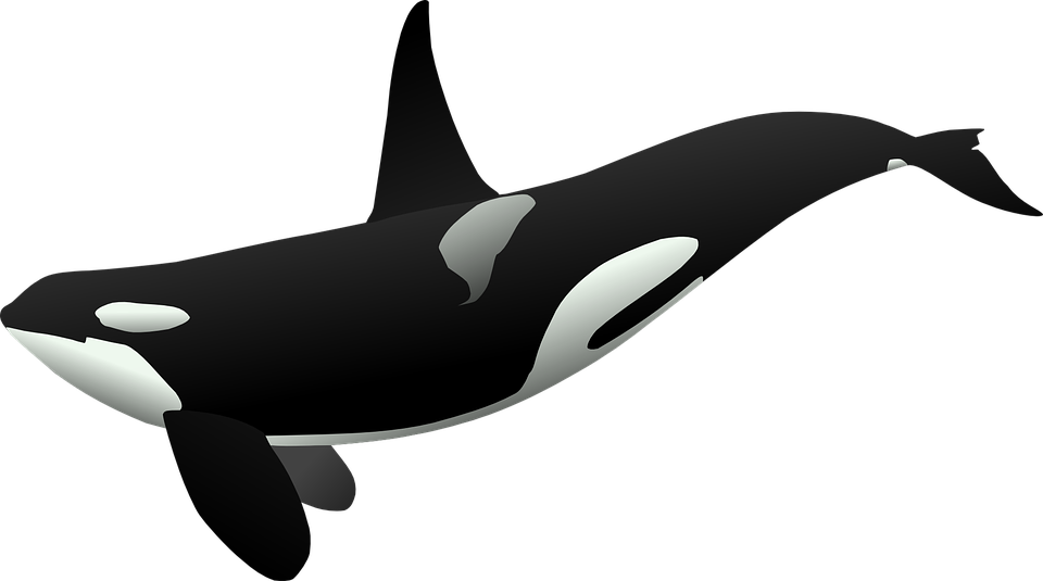 Killer Whale Transparent PNG