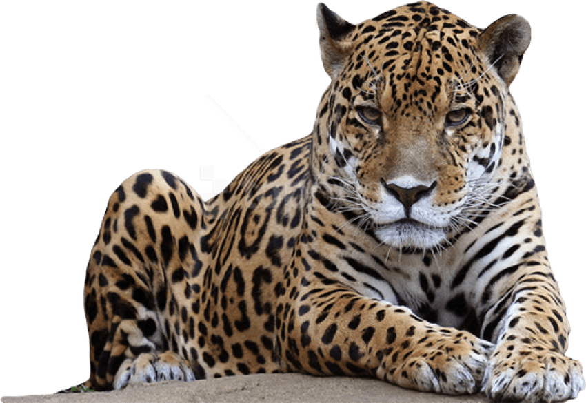 Leopard Background PNG Clip Art Image