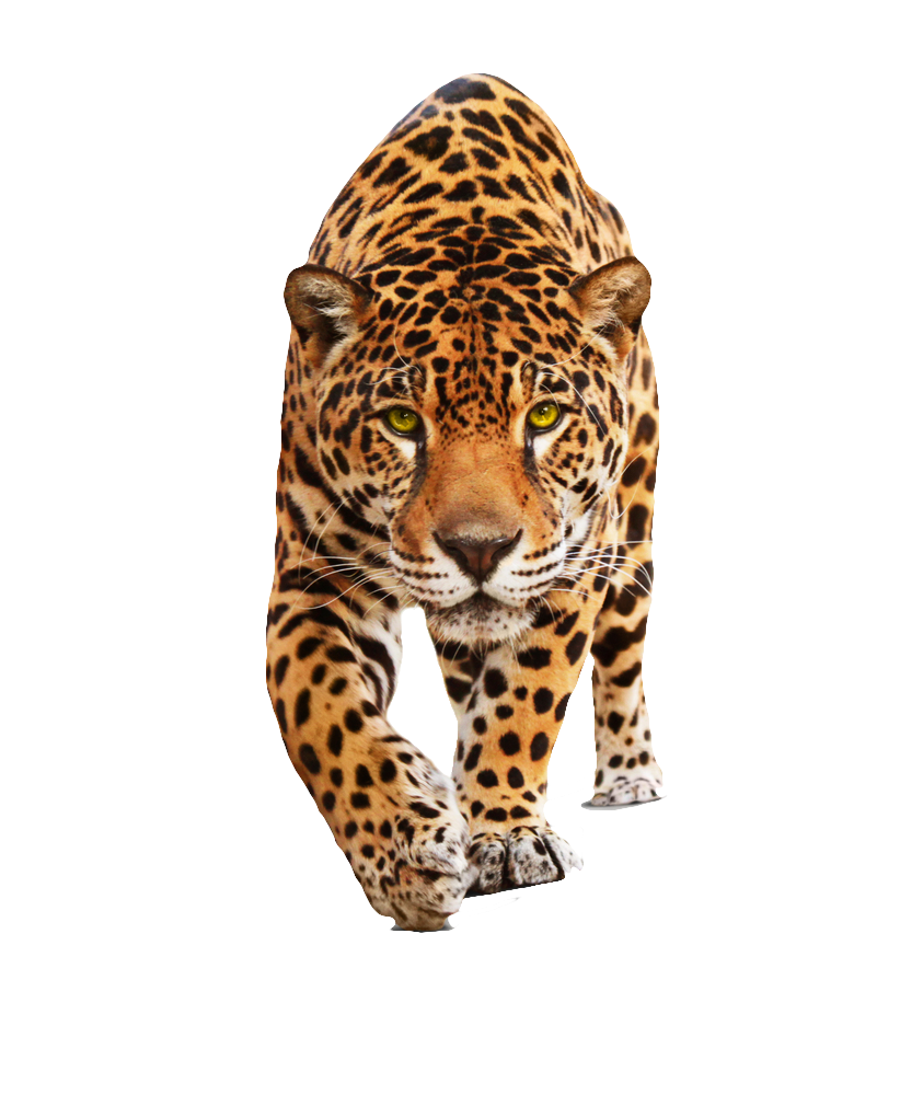 Leopard Background PNG Clip Art