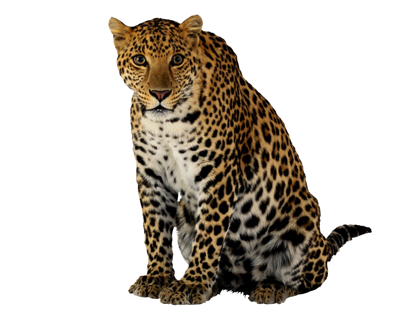 Leopard Background PNG