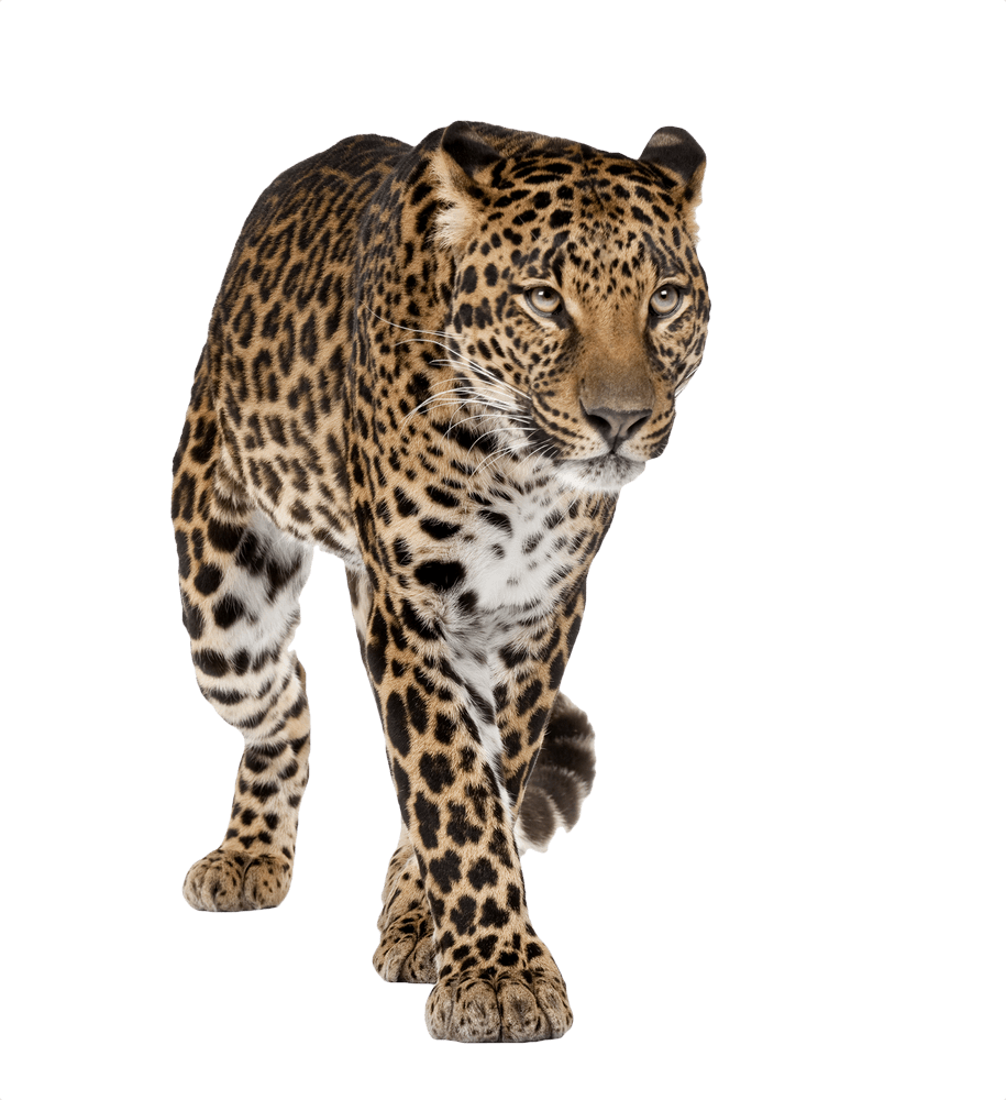 Leopard Clip Art Transparent File
