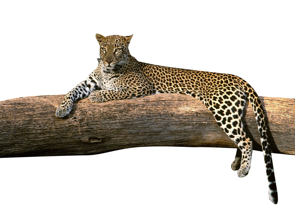 Leopard Clip Art Transparent PNG