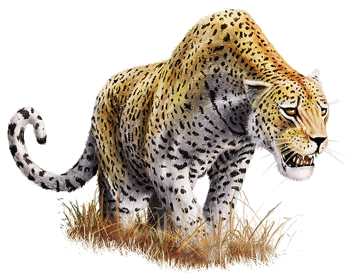 Leopard Download Free PNG