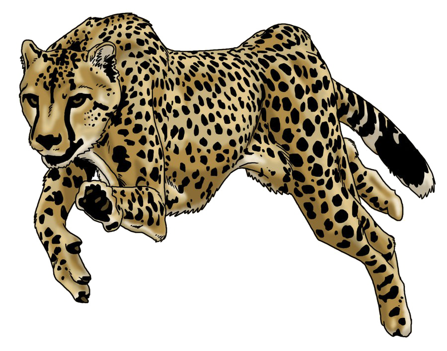 Leopard Free PNG Clip Art