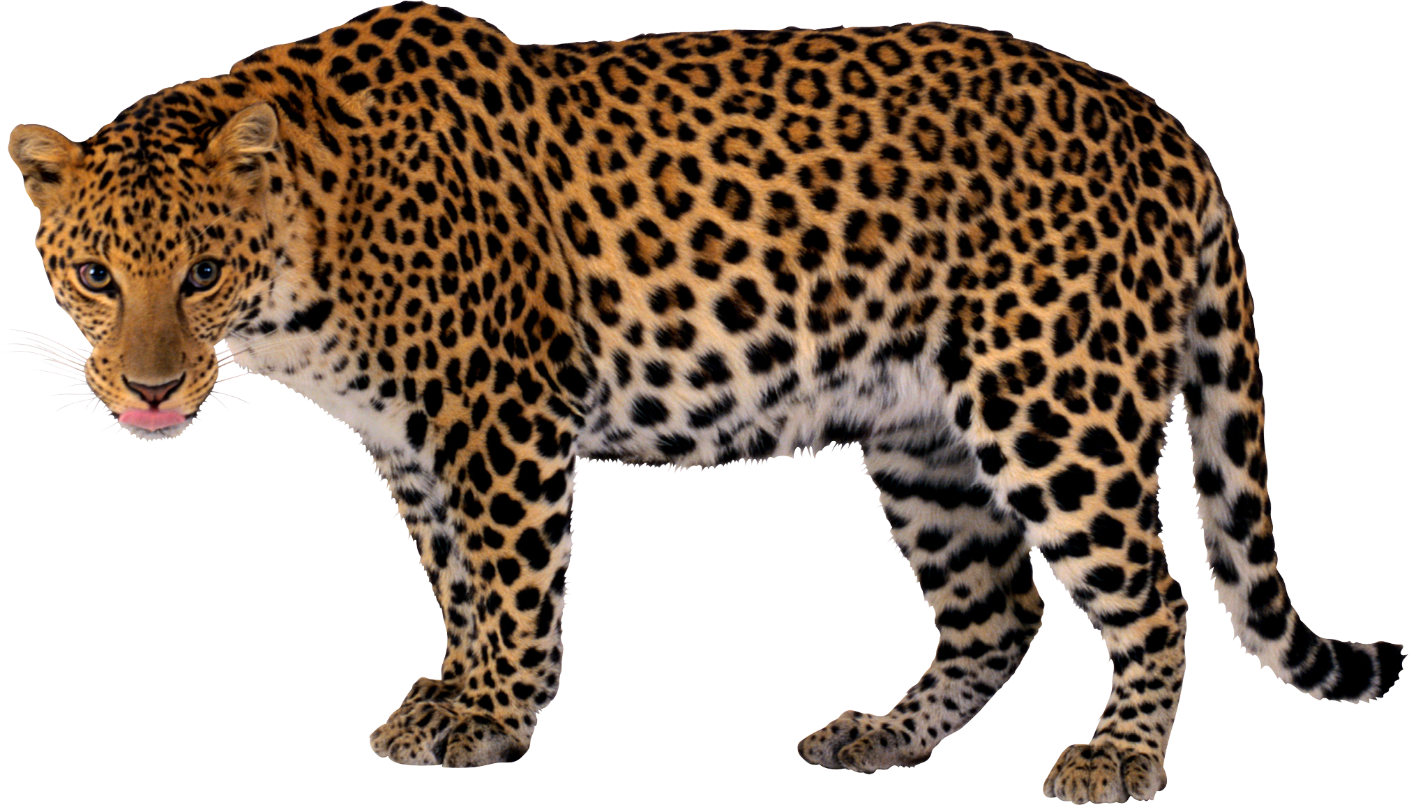Leopard No Background Clip Art