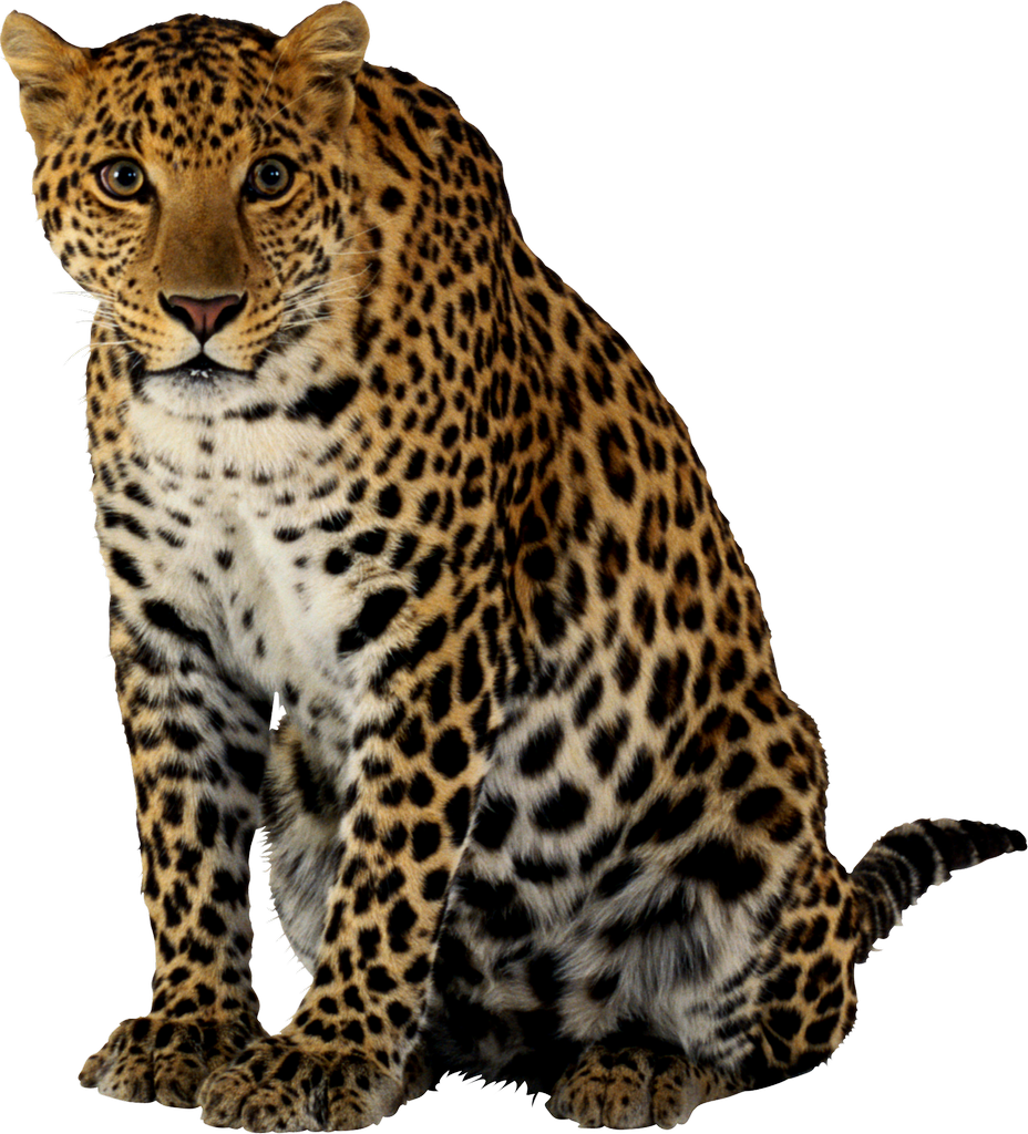Leopard PNG Background Clip Art