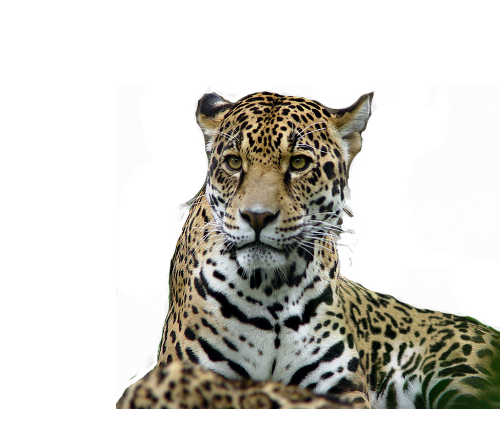 Leopard PNG Background