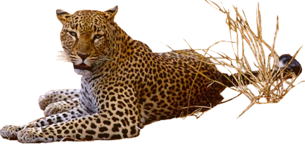 Leopard PNG Clipart Background HD